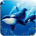 虎鲸模拟器(The Killer Whale)