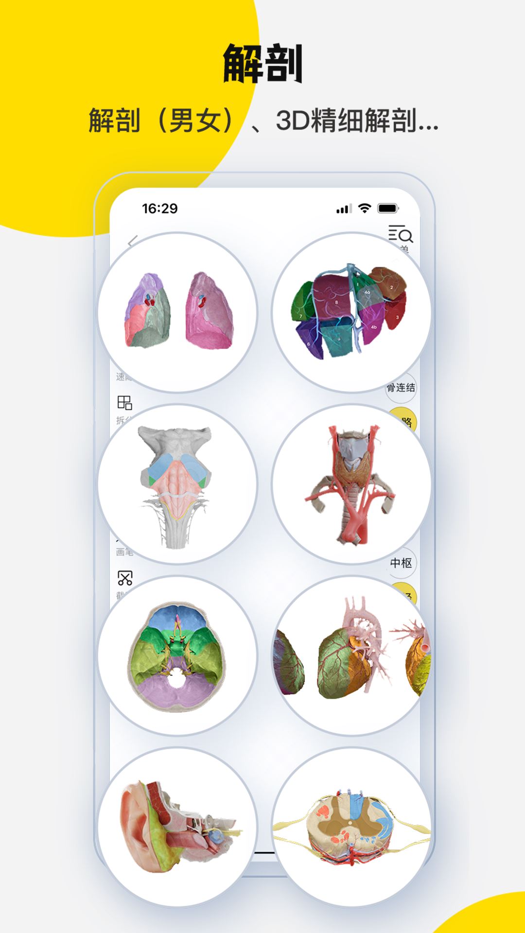 3Dbody解剖截图3