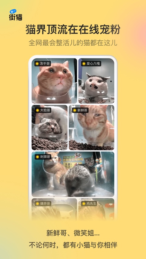 哈啰街猫截图3