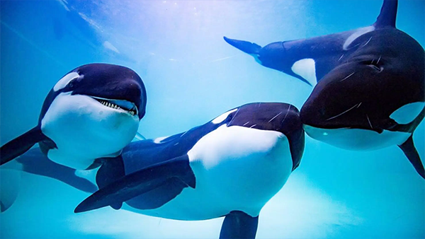 虎鲸模拟器(The Killer Whale)截图3