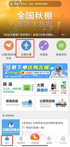 咕咕信鸽图片8