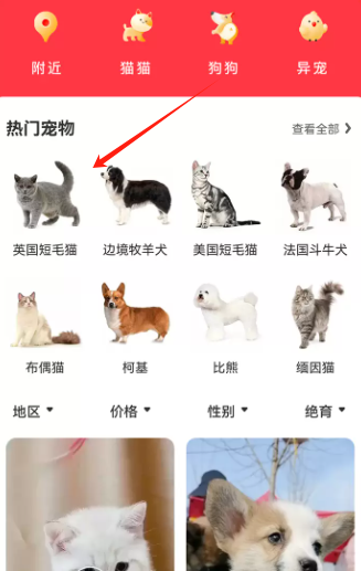 宠物宝app官方版