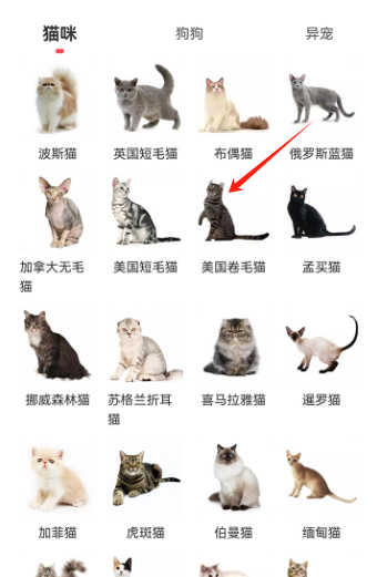 宠物宝app官方版
